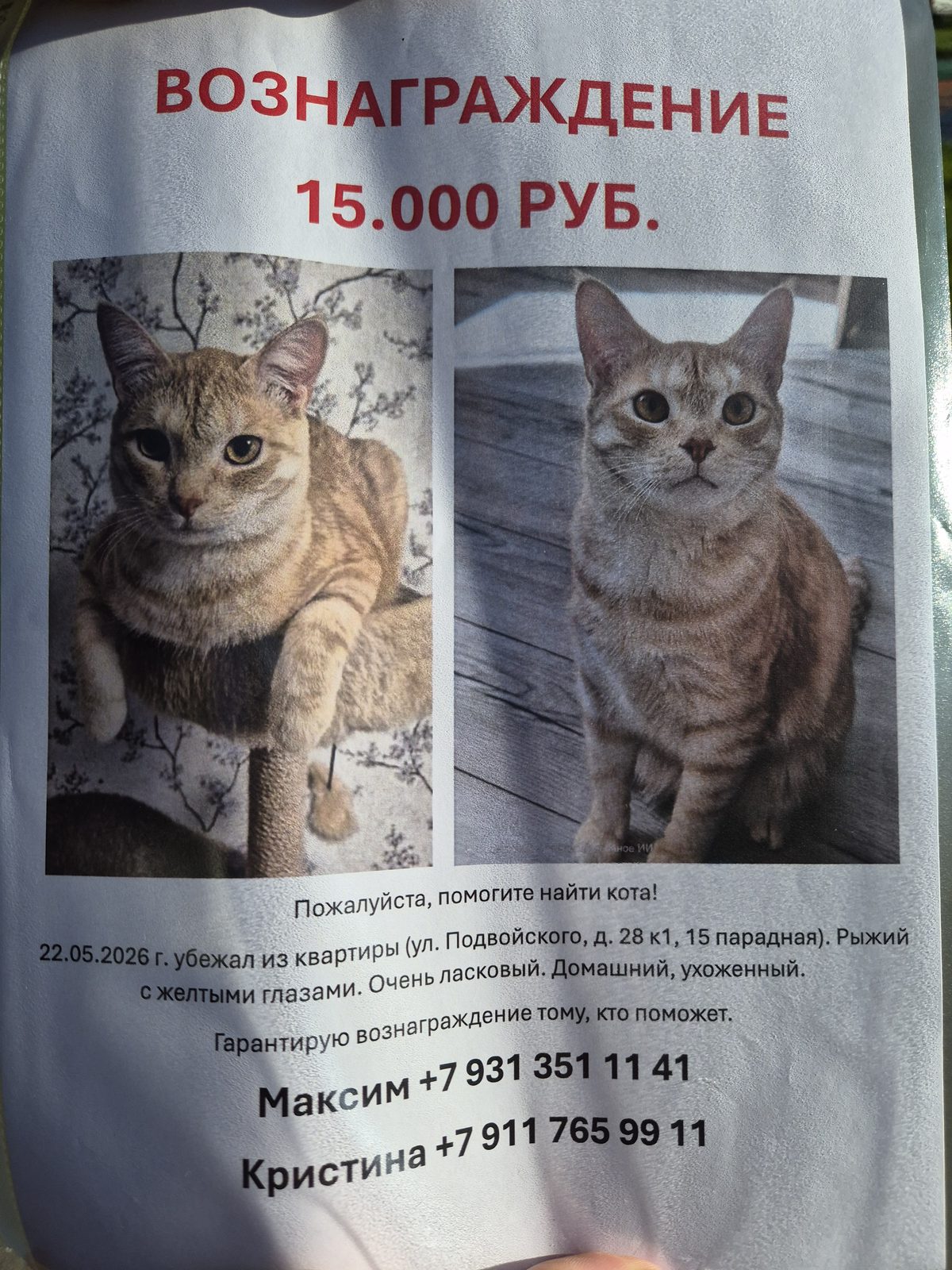 Пропала кошка в Санкт-Петербурге — фото объявления