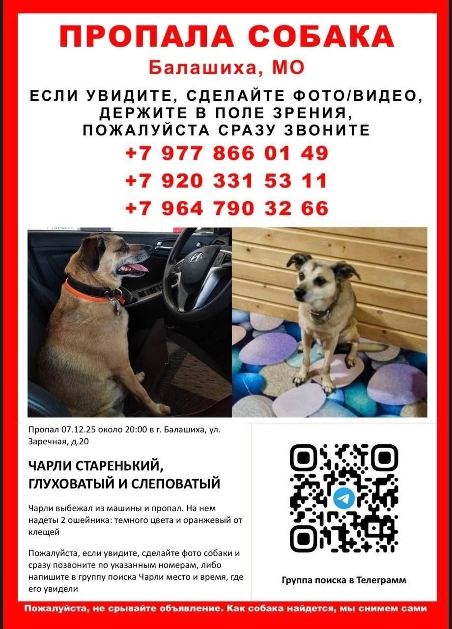 Пропала собака в Пушкино — фото объявления