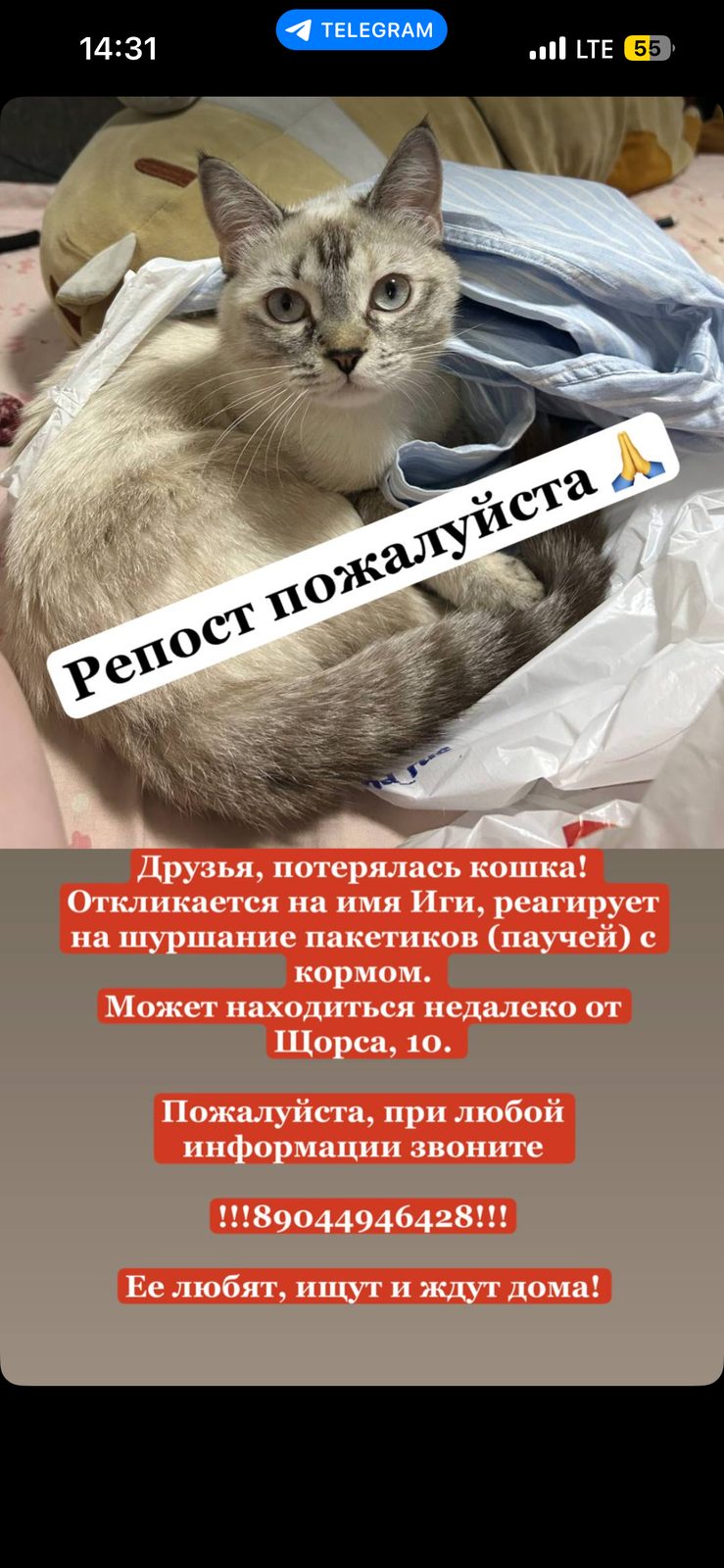 Пропала кошка в Тюмени — фото объявления