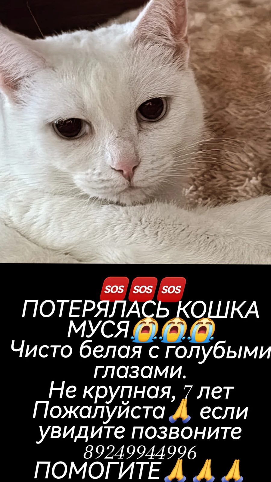 Пропала кошка в Иркутске — 🙏ПОЖАЛУЙСТА ПОМОГИТЕ
