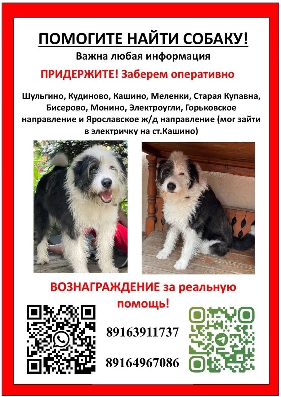Пропала собака в Пушкино — фото объявления