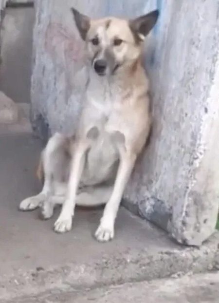 Пропала собака в Киселёвске — фото объявления