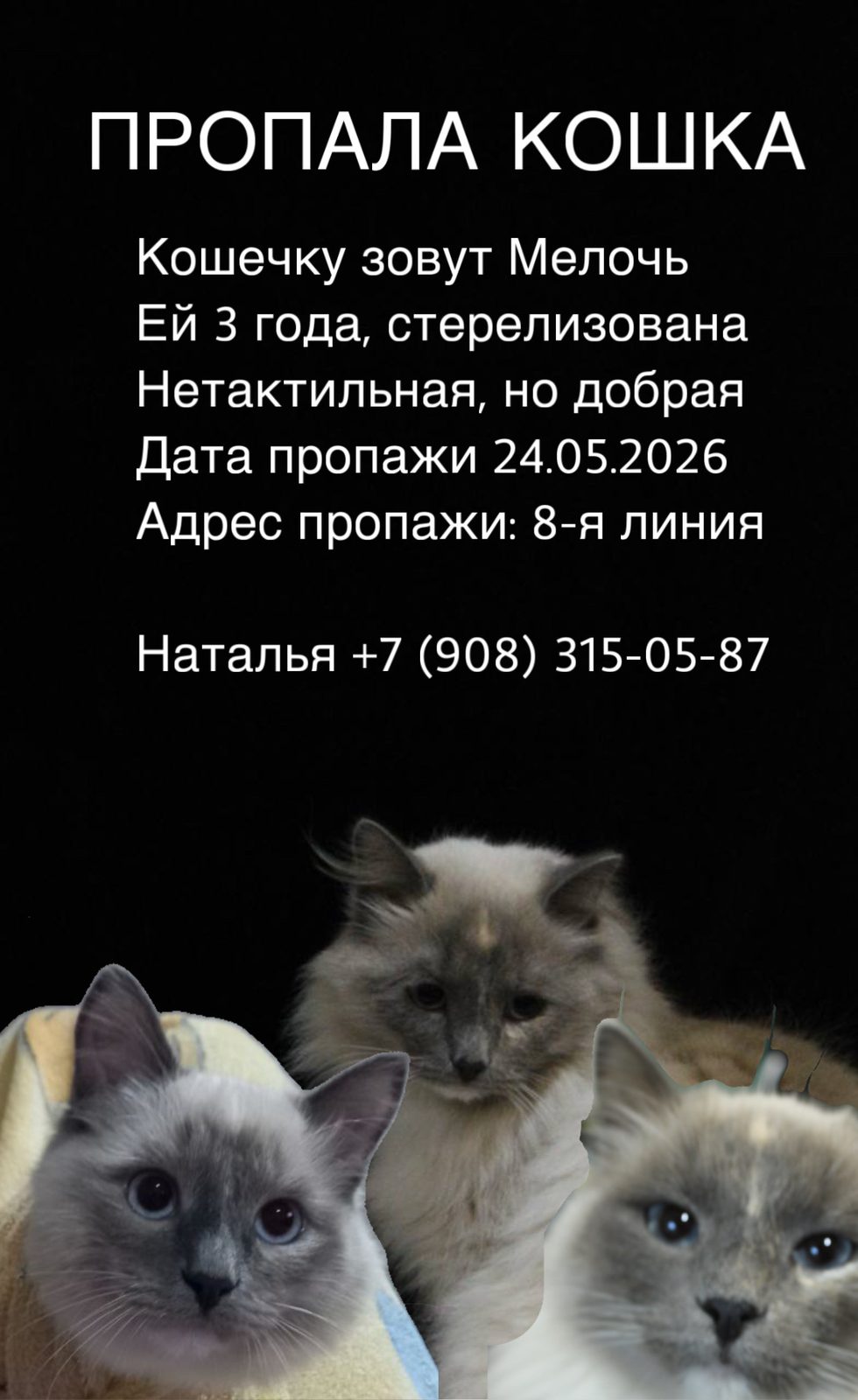Пропала кошка в Омске — фото объявления