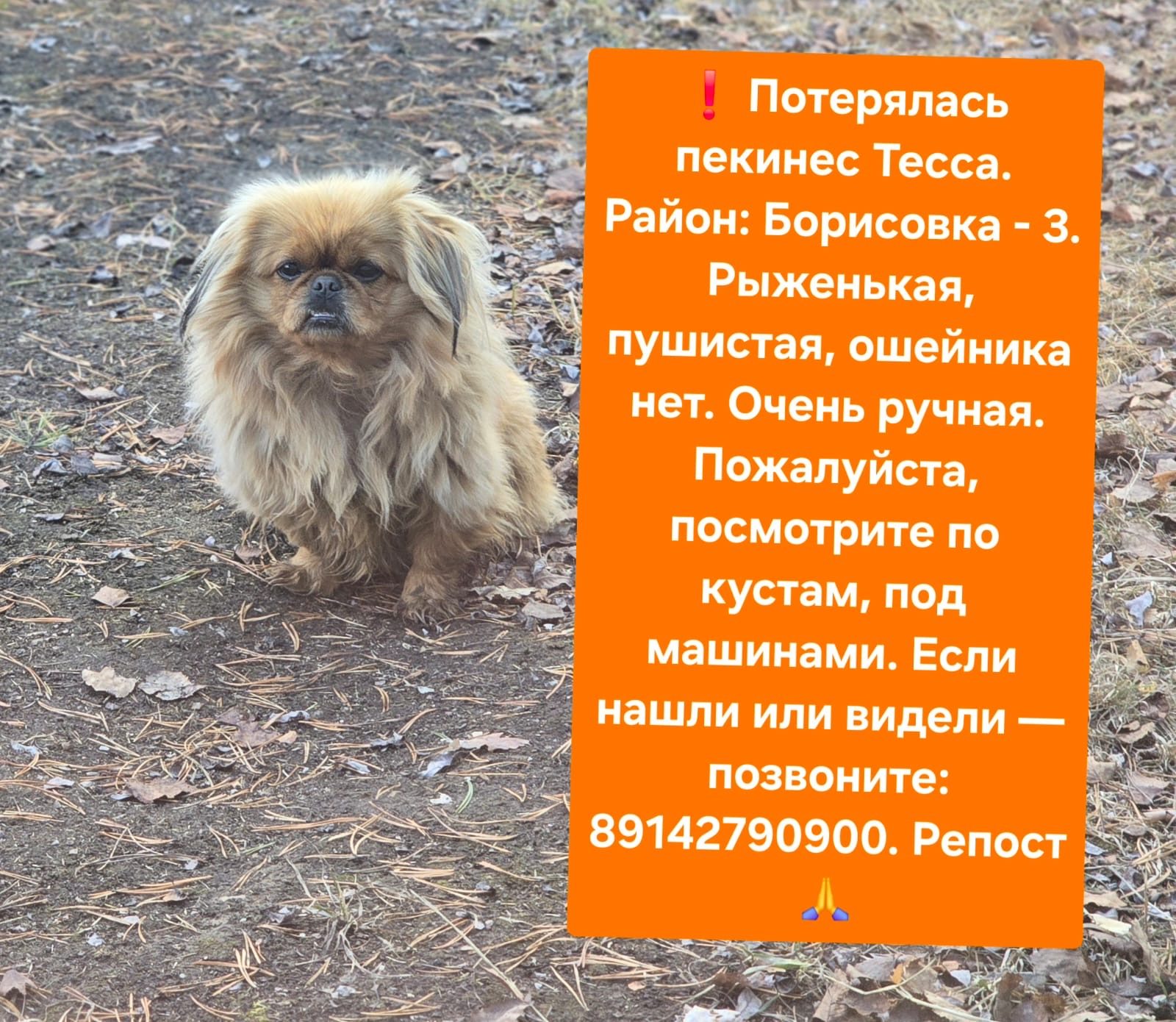 Пропала собака в Якутске — Тесса пекинес
