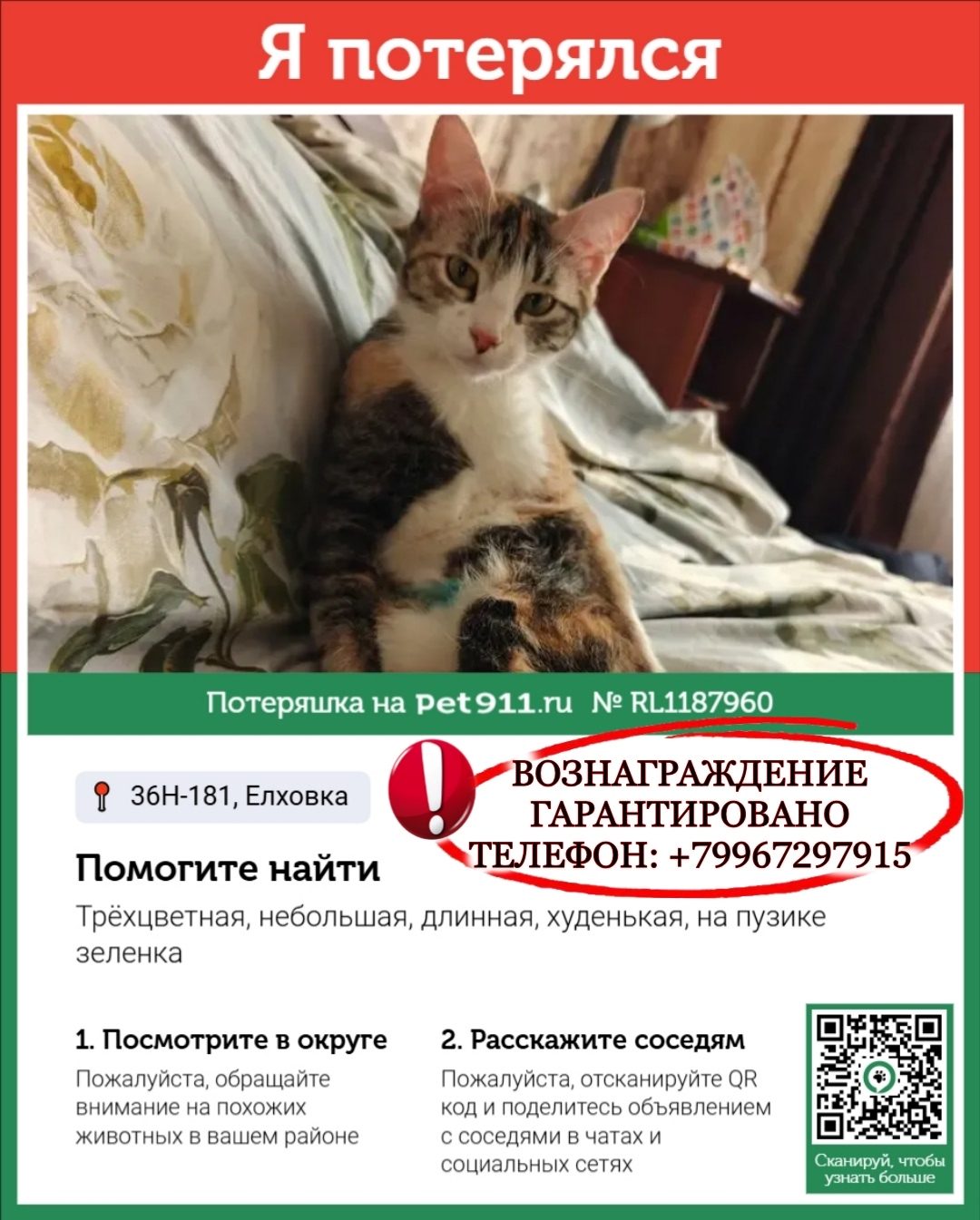Пропала кошка в Самаре — СРОЧНО! ПОМОГИТЕ НАЙТИ КОШКУ! 🚨
