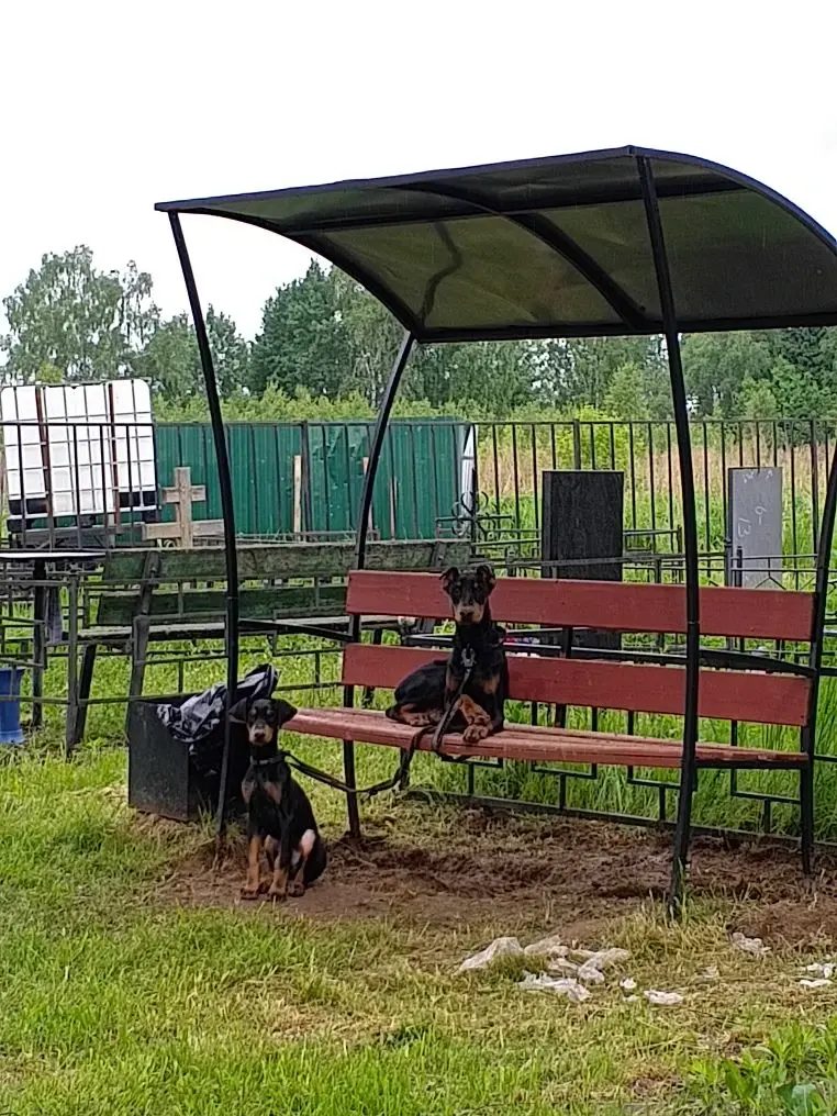 Пропала собака в Клине — фото объявления