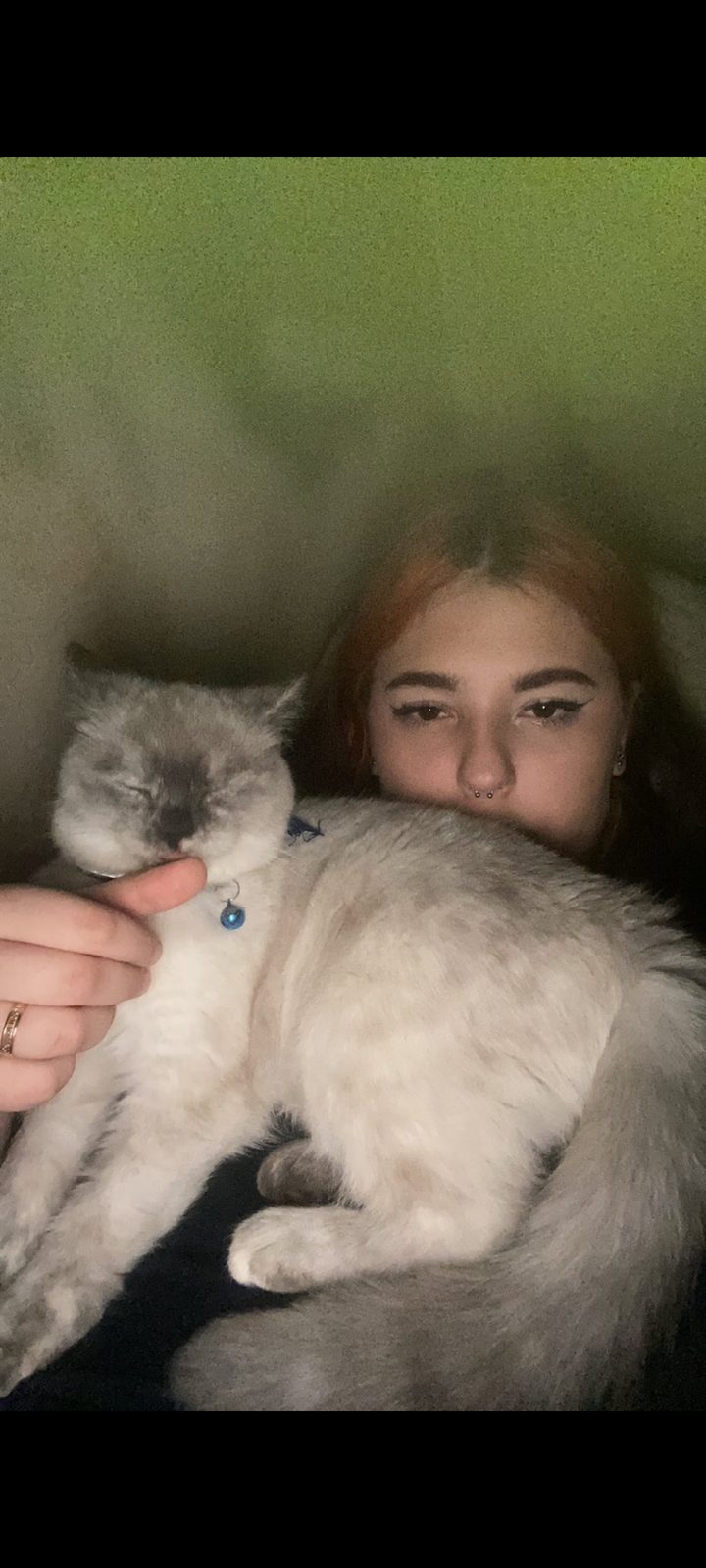 Пропала кошка в Пензе — Помогите найти кошку