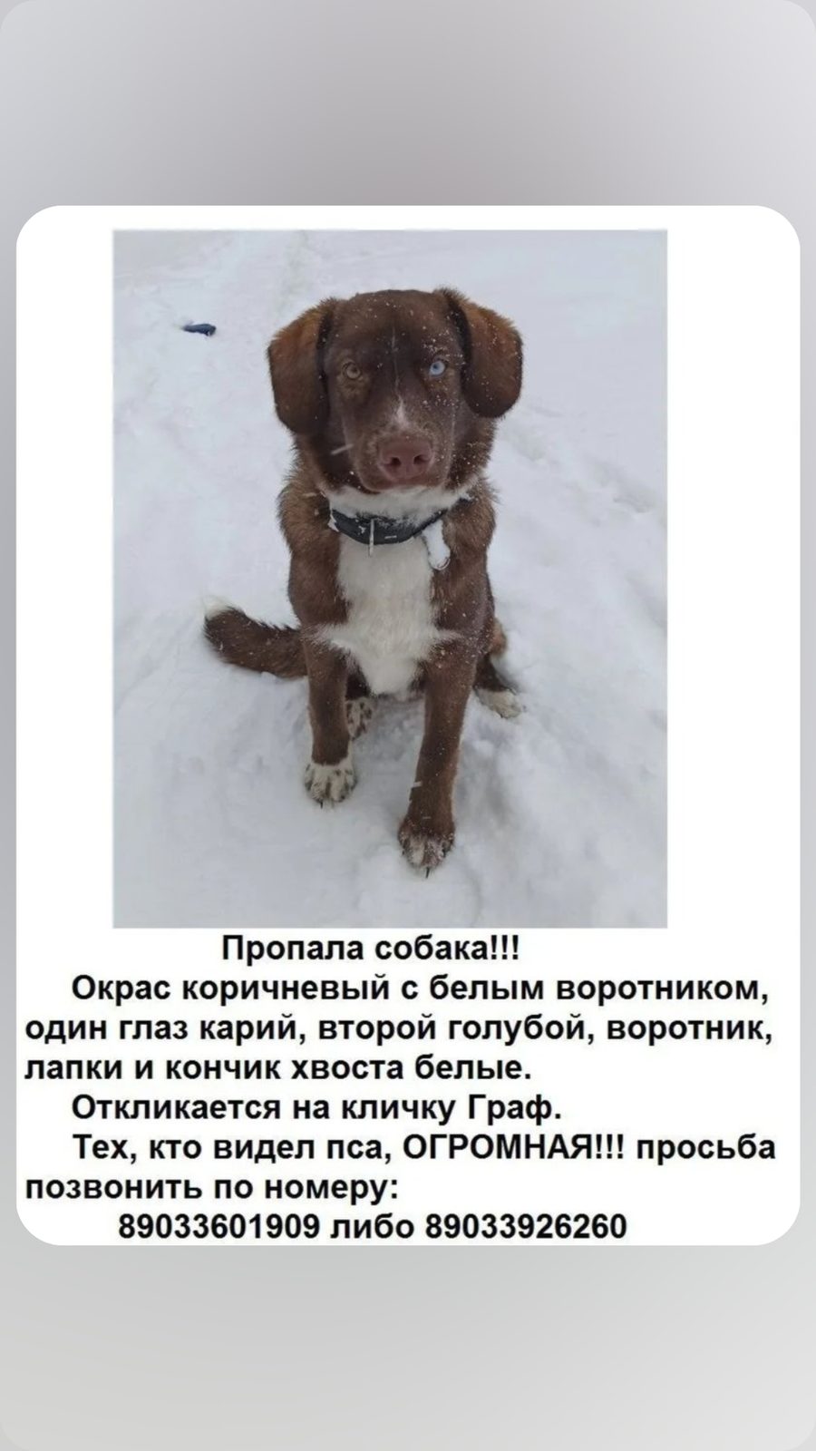 Пропала собака в Оренбурге — фото объявления