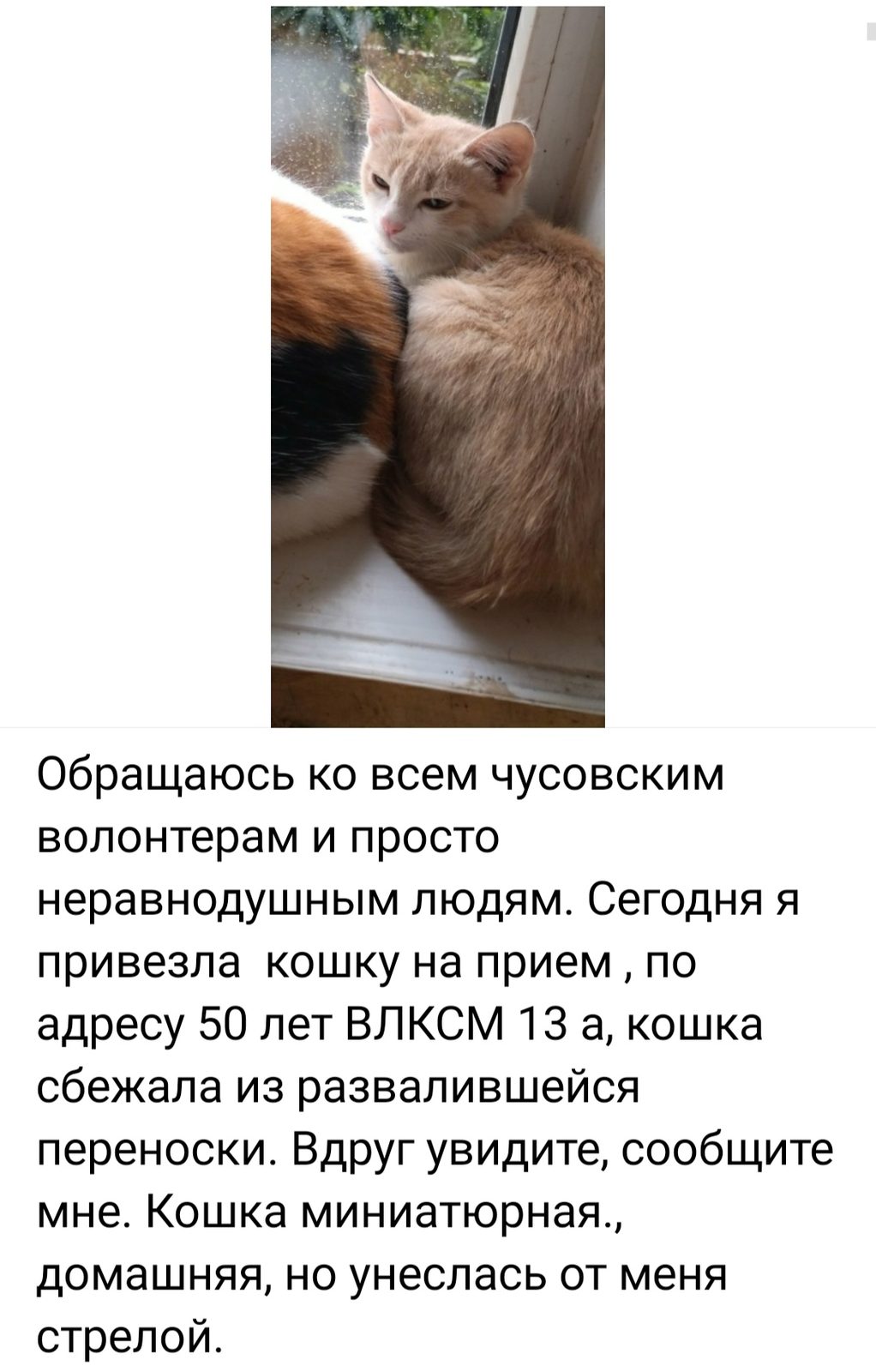 Пропала кошка в Чусовом — фото объявления