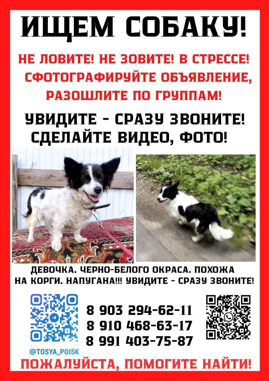 Пропала собака в Пушкино — фото объявления