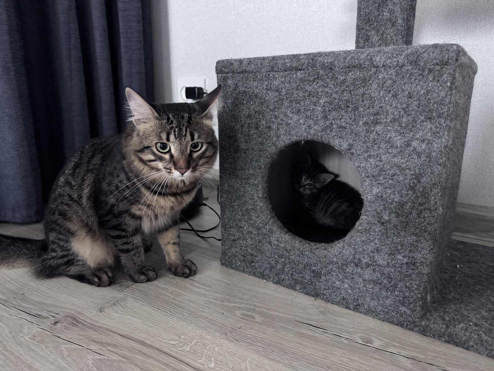 Пропала кошка в Казани — фото объявления
