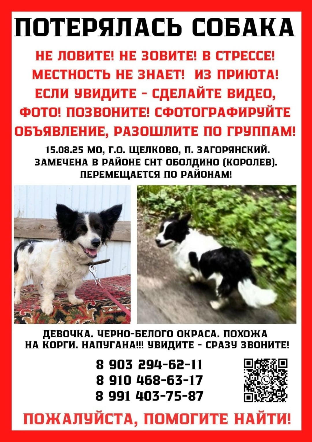 Пропала собака в Пушкино — фото объявления