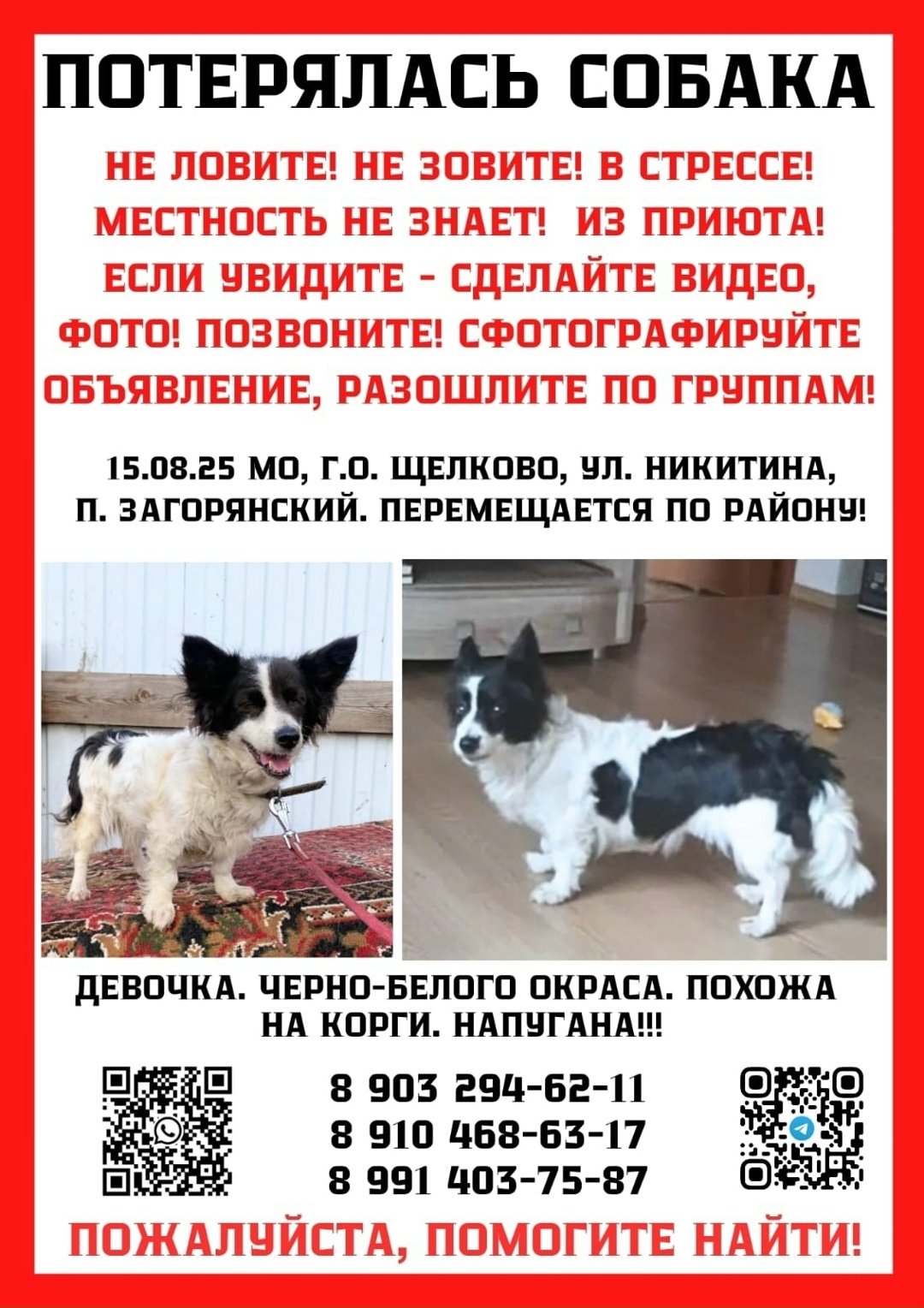 Пропала собака в Пушкино — фото объявления