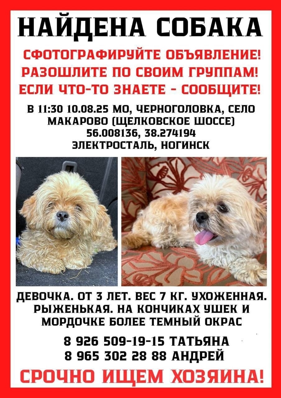 Найдена собака в Пушкино — фото объявления