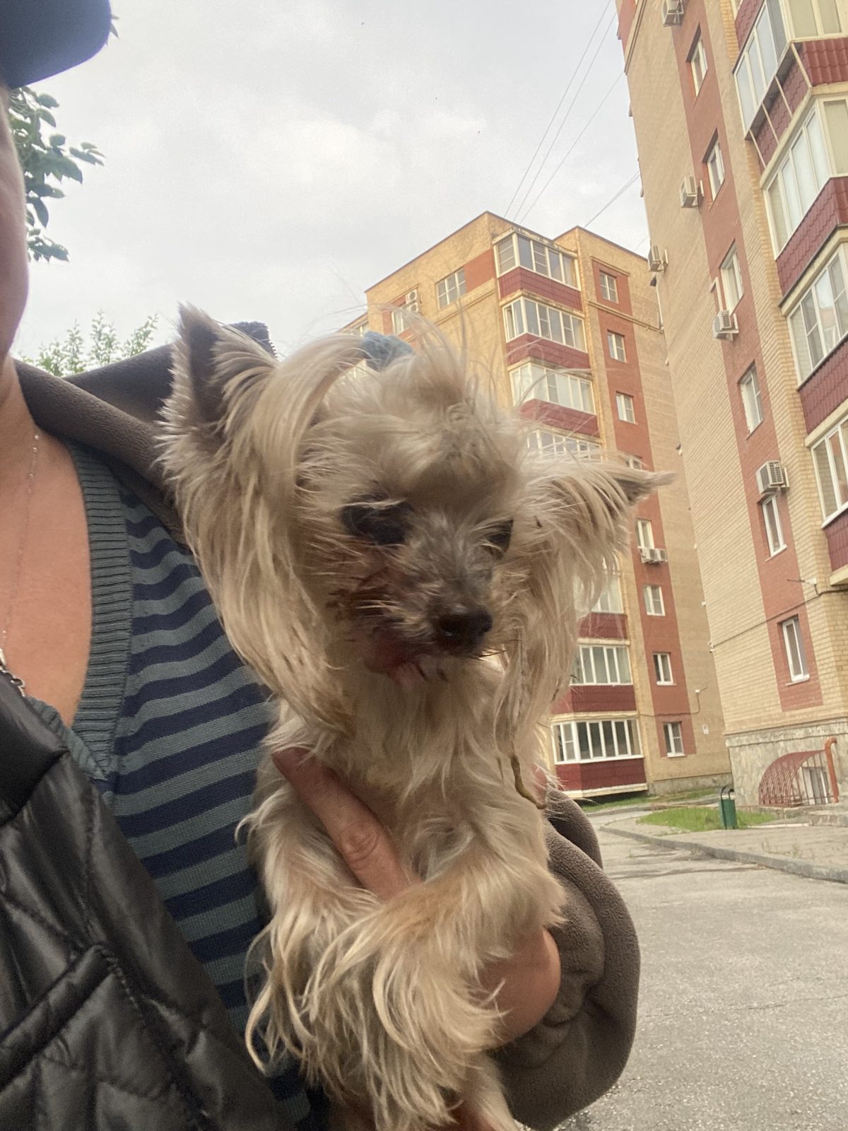 Найдена собака в Чебаркуле — фото объявления