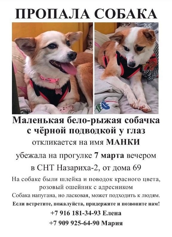 Пропала собака в Зеленограде — фото объявления