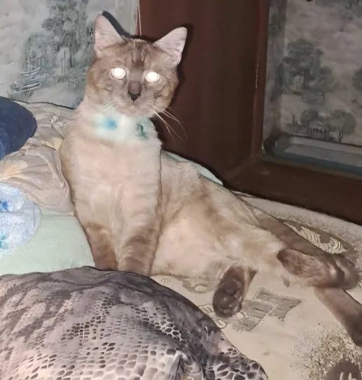 Пропала кошка в Екатеринбурге — фото объявления