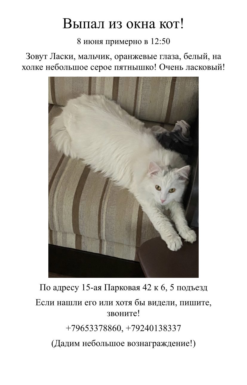 Пропала кошка в Москве — Кот выпал из окна и убежал..