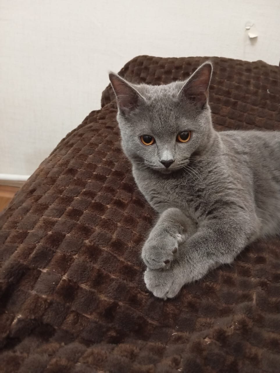 Пропала кошка в Шахтах — Кот Мурзик