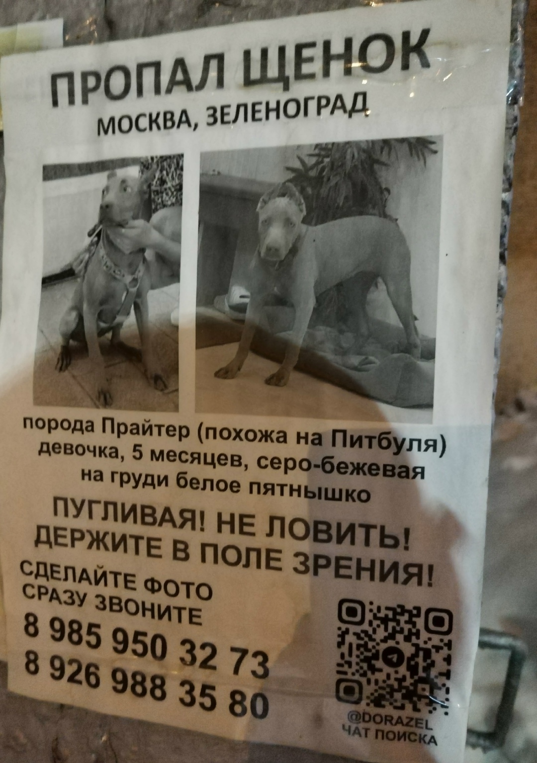Пропала собака в Зеленограде — фото объявления