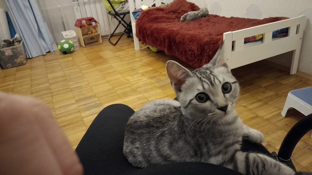 Пропала кошка в Зеленограде — фото объявления