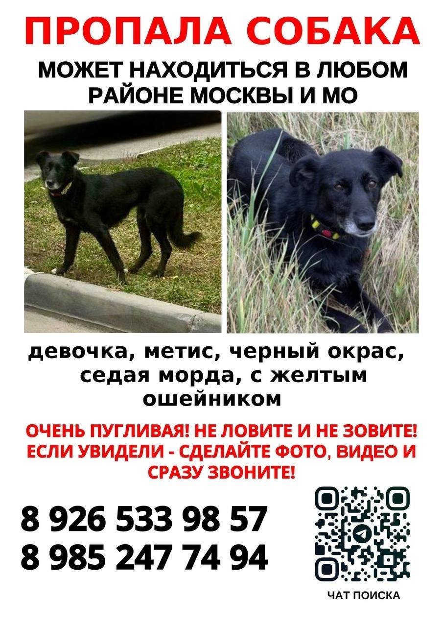 Пропала собака в Зеленограде — фото объявления