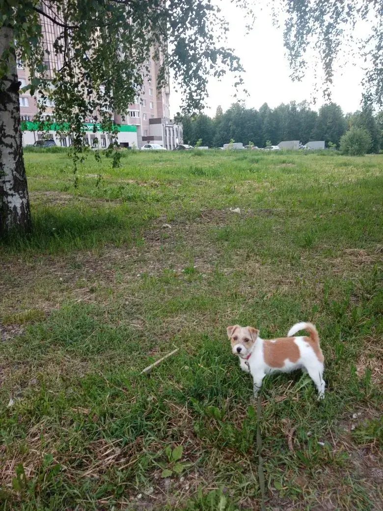 Пропала собака в Костроме — фото объявления