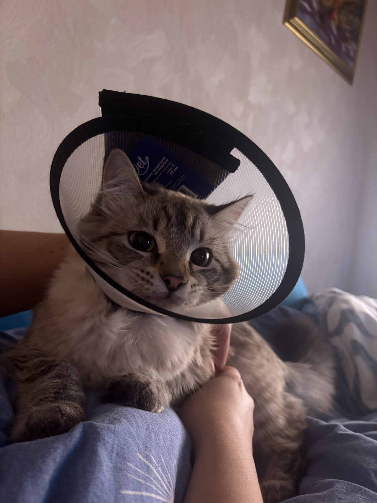 Пропала кошка в Омске — фото объявления