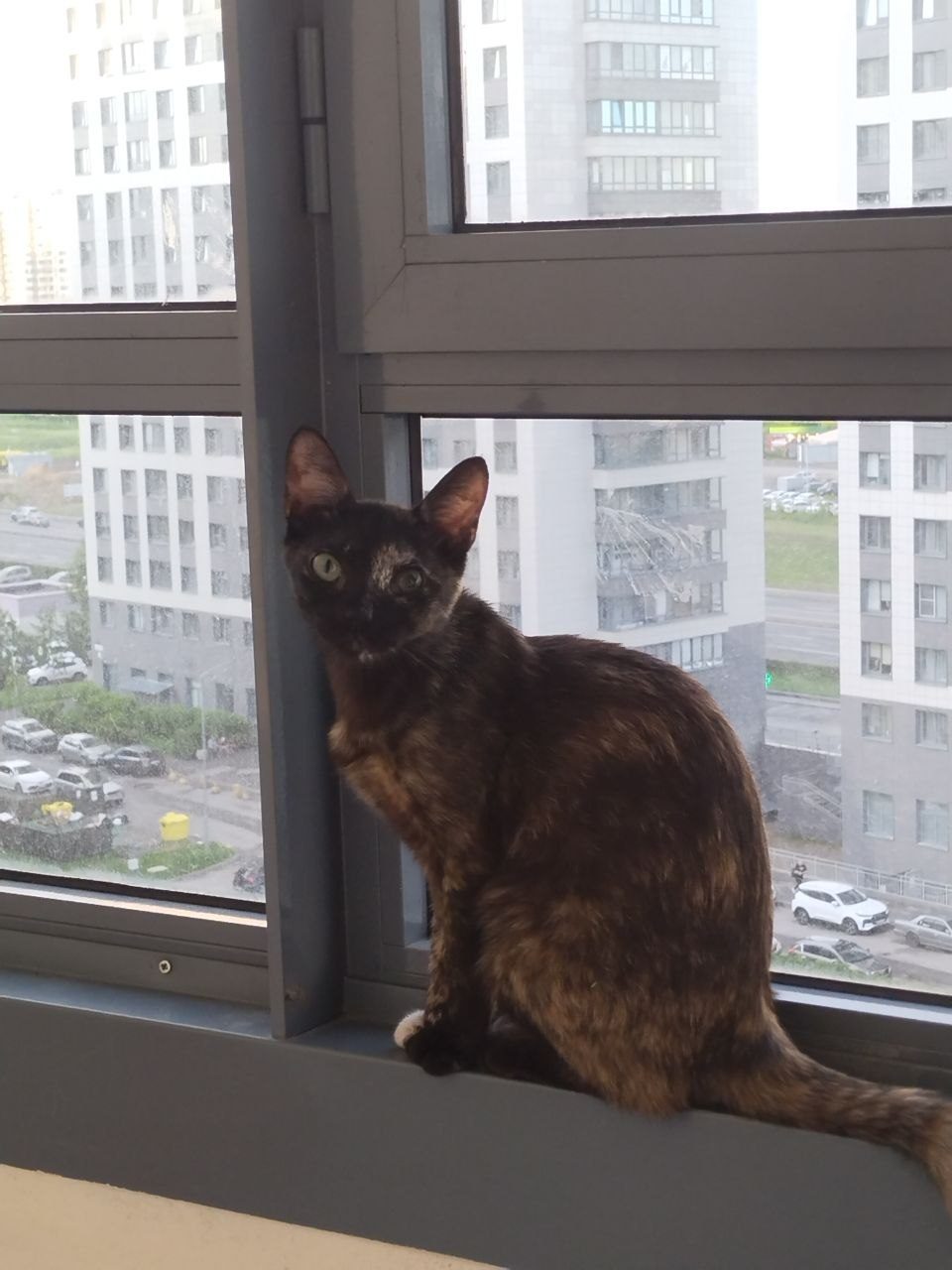 Пропала кошка в Мурине — фото объявления