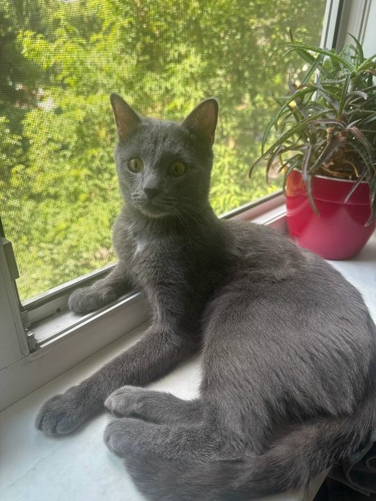 Пропала кошка в Клине — !!!ПОМОГИТЕ НАЙТИ КОТА В КЛИНУ!!!
