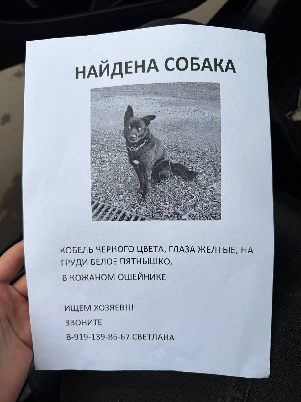Найдена собака в Зеленограде — фото объявления