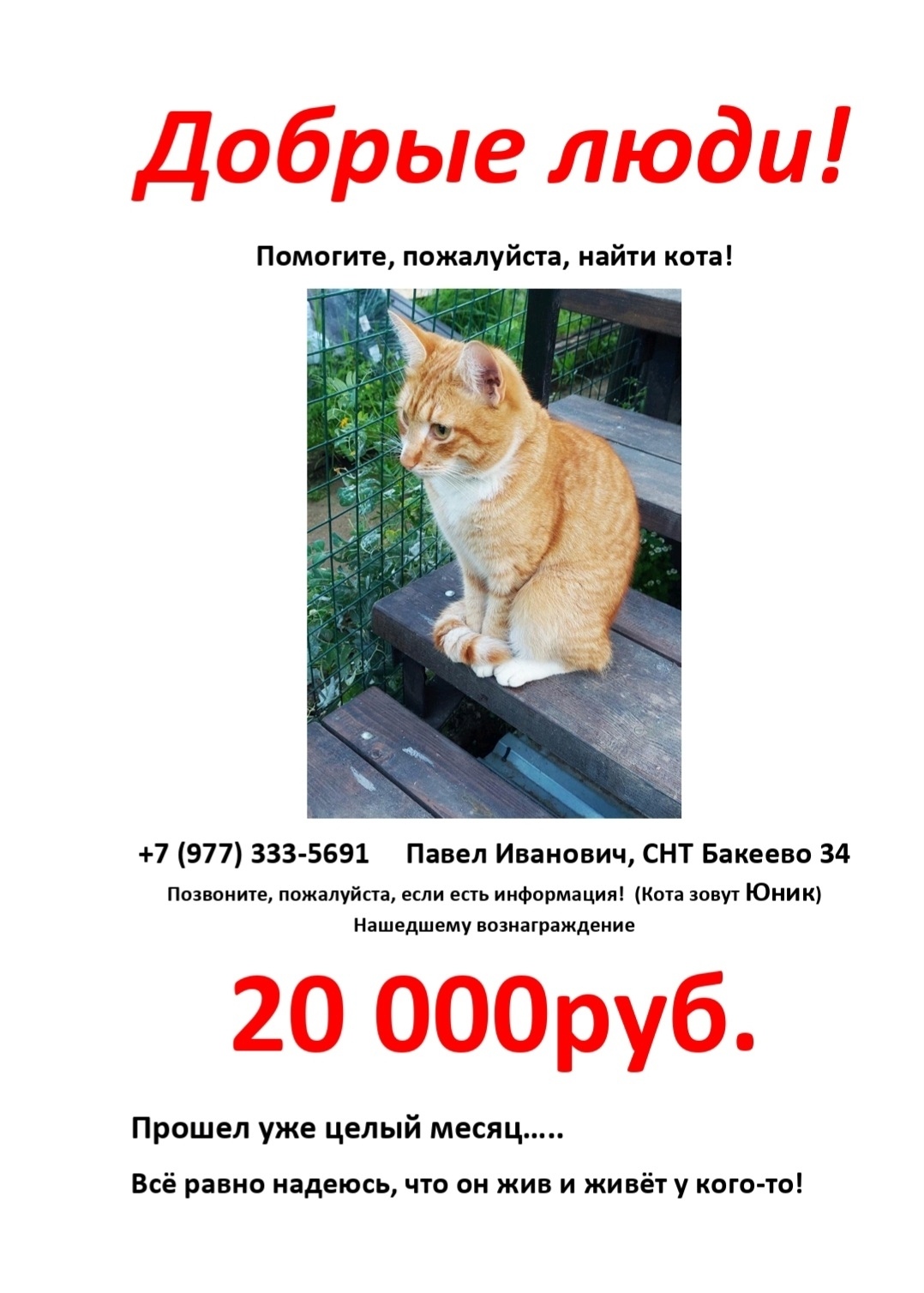 Пропала кошка в Зеленограде — фото объявления