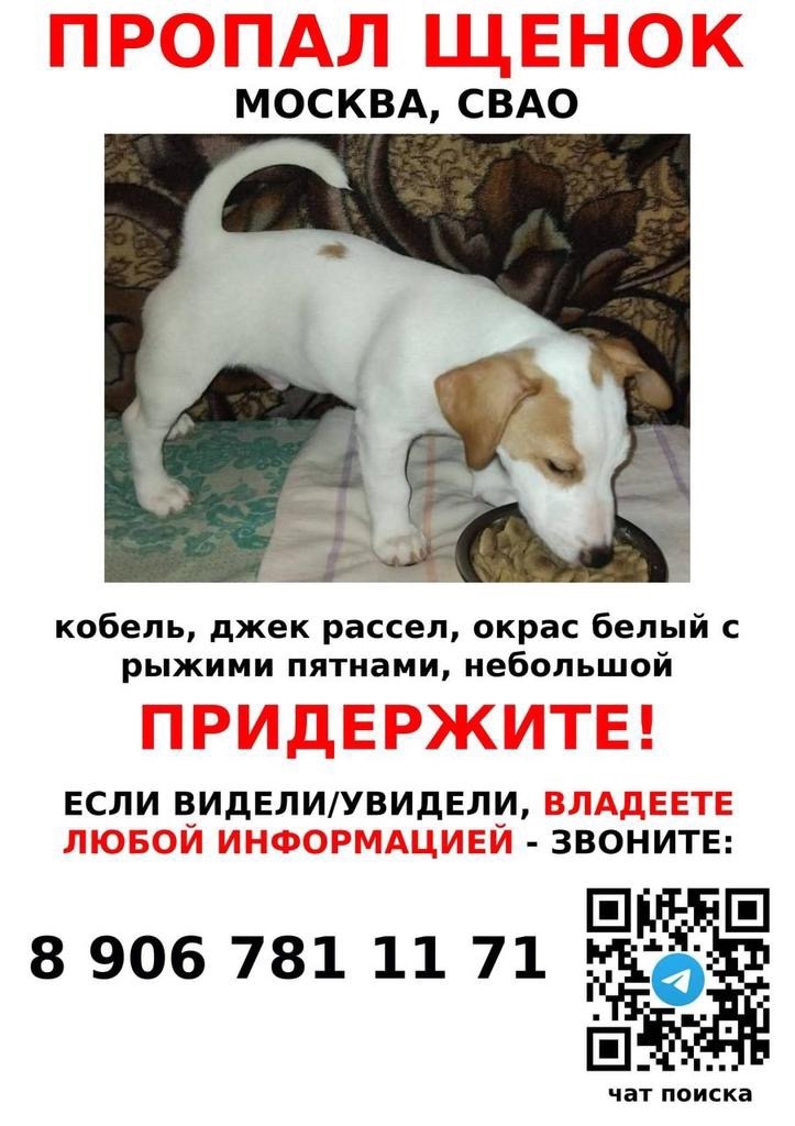 Пропала собака в Зеленограде — фото объявления