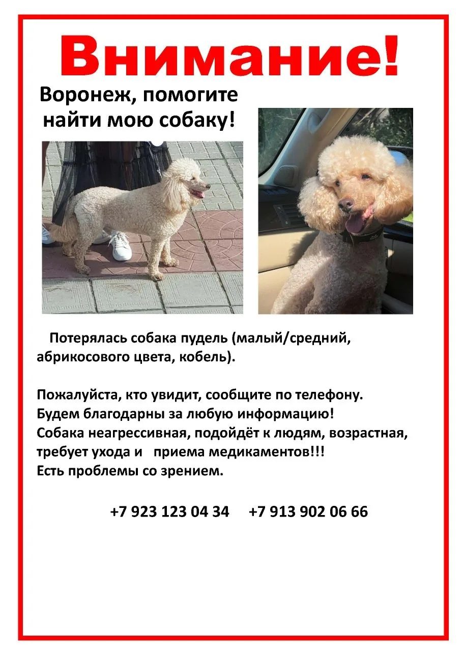 Пропала собака в Воронеже — фото объявления