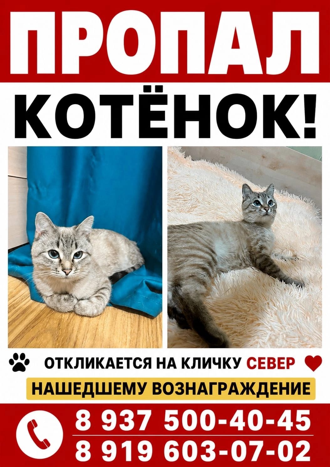 Пропала кошка в Уфе — фото объявления