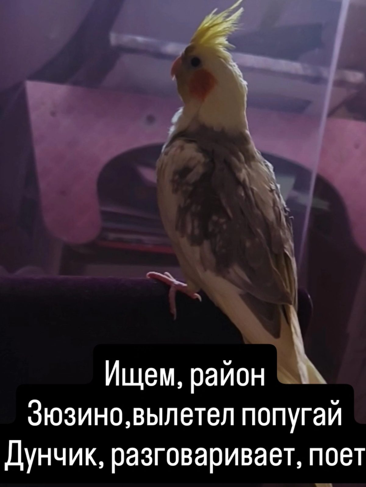 Объявление о питомце в Москве — Ищем кореллу Дунчика