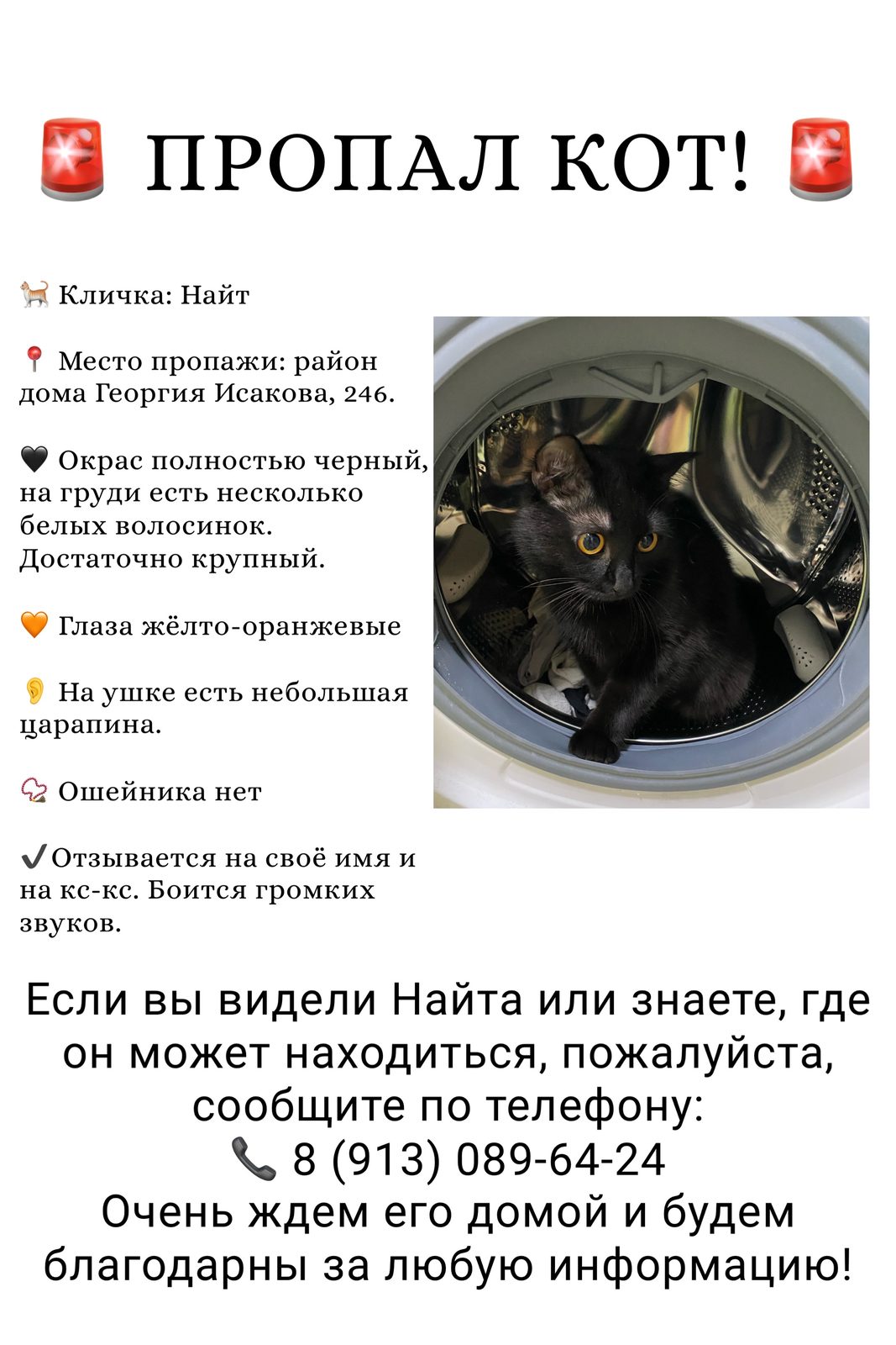 Пропала кошка в Барнауле — фото объявления