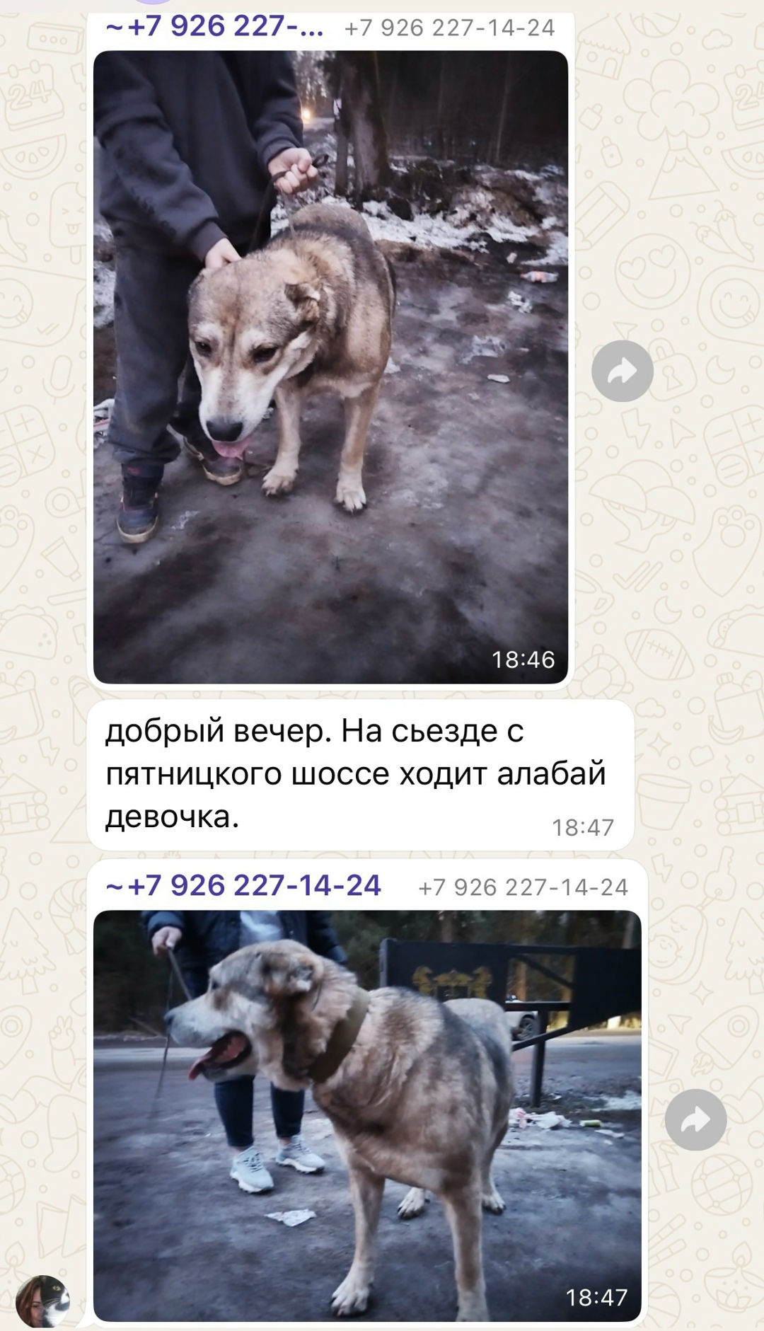 Найдена собака в Зеленограде — фото объявления