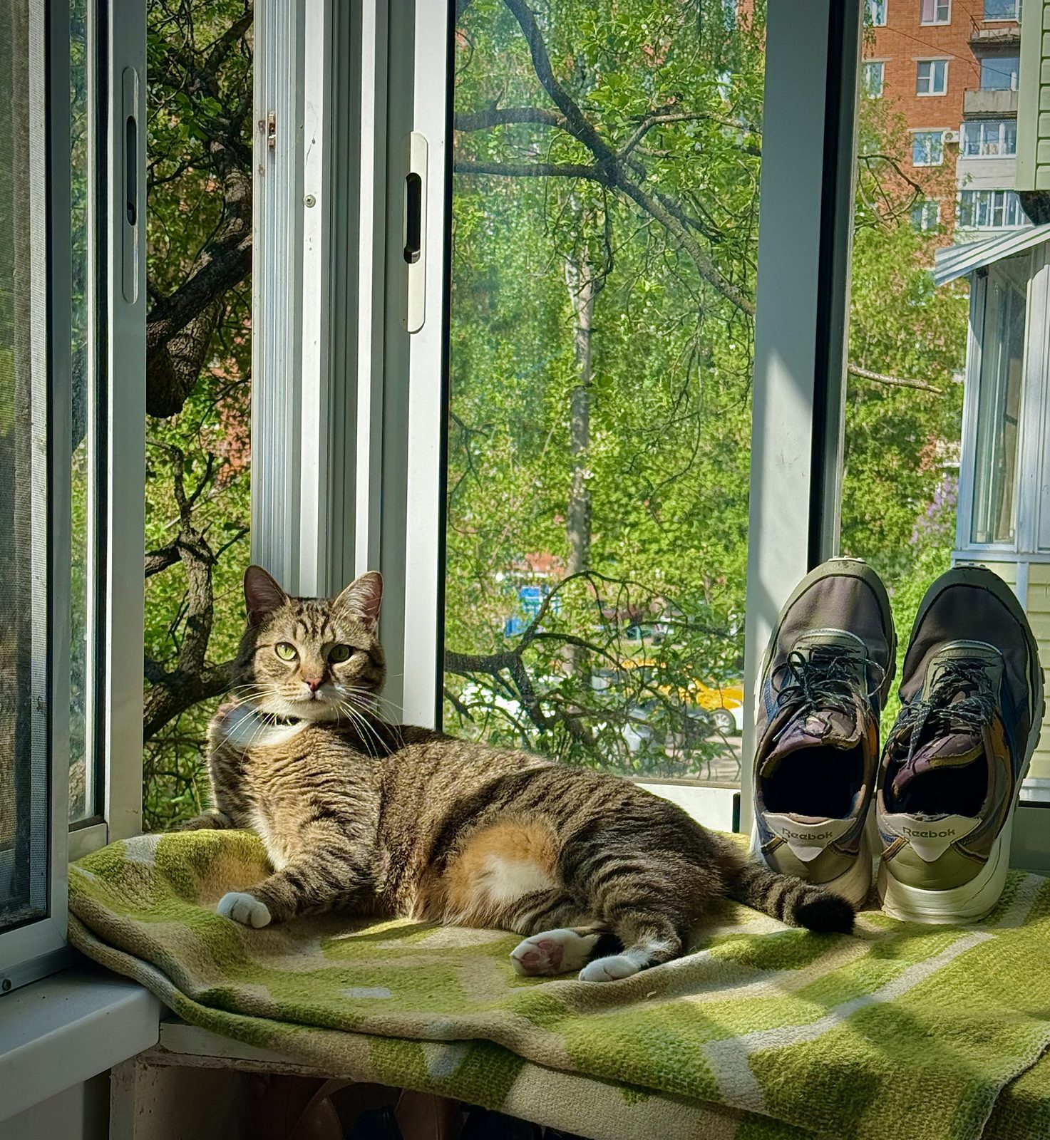 Пропала кошка в Туле — фото объявления