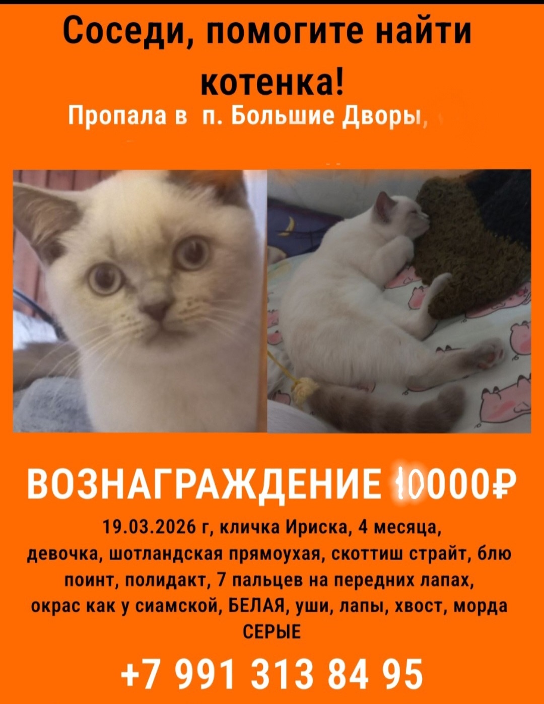 Найдена кошка в Королёве — фото объявления