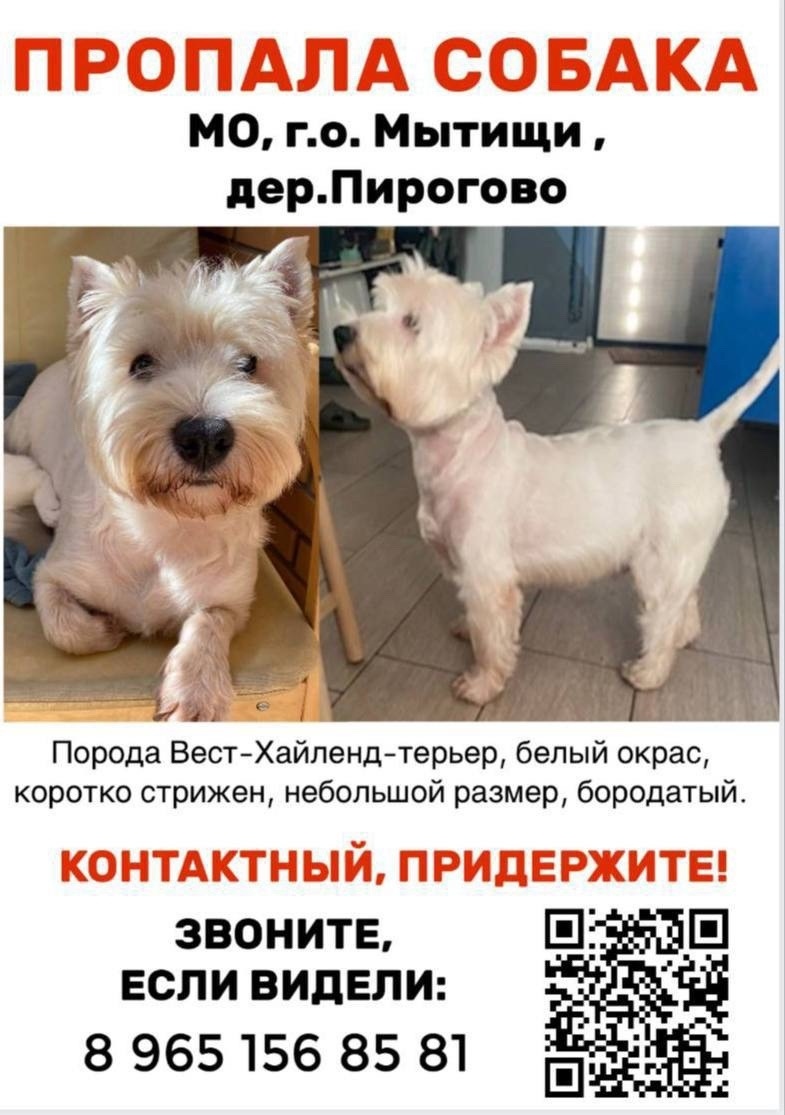 Пропала собака в Королёве — фото объявления