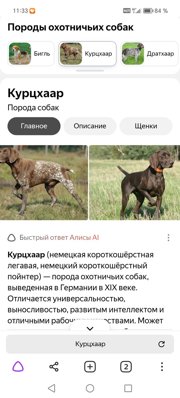 Пропала собака в Новосибирске — фото объявления