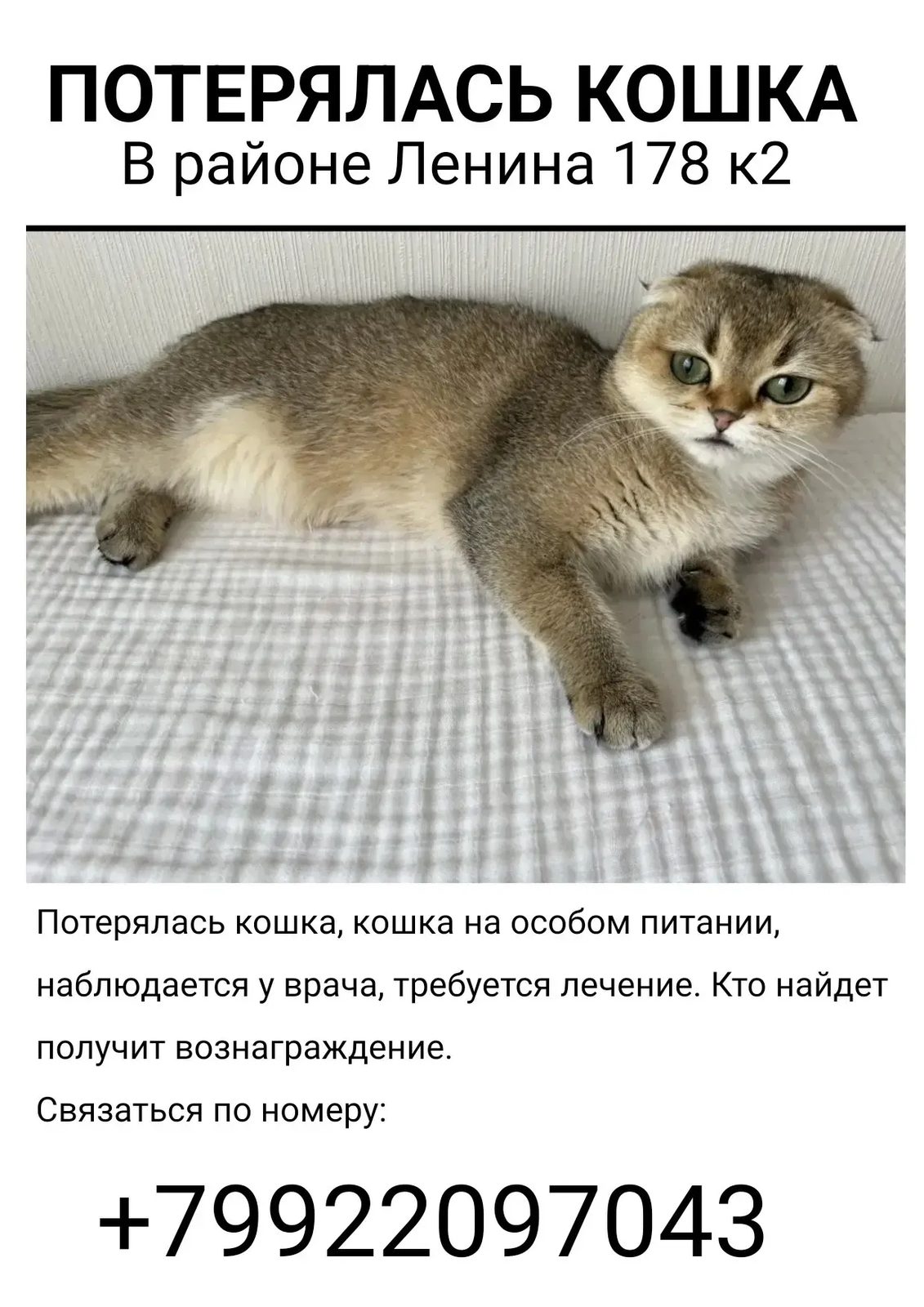 Пропала кошка в Анапе — фото объявления