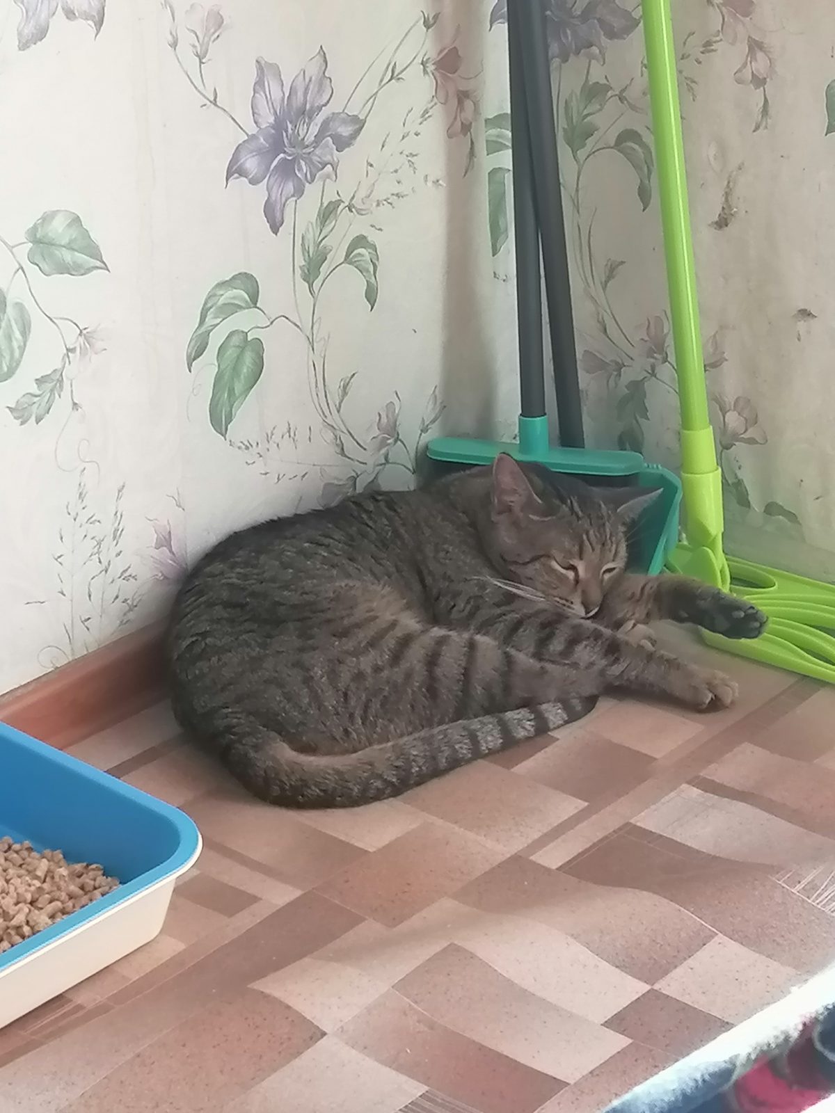 Пропала кошка в Йошкар-Оле — Ищем кота