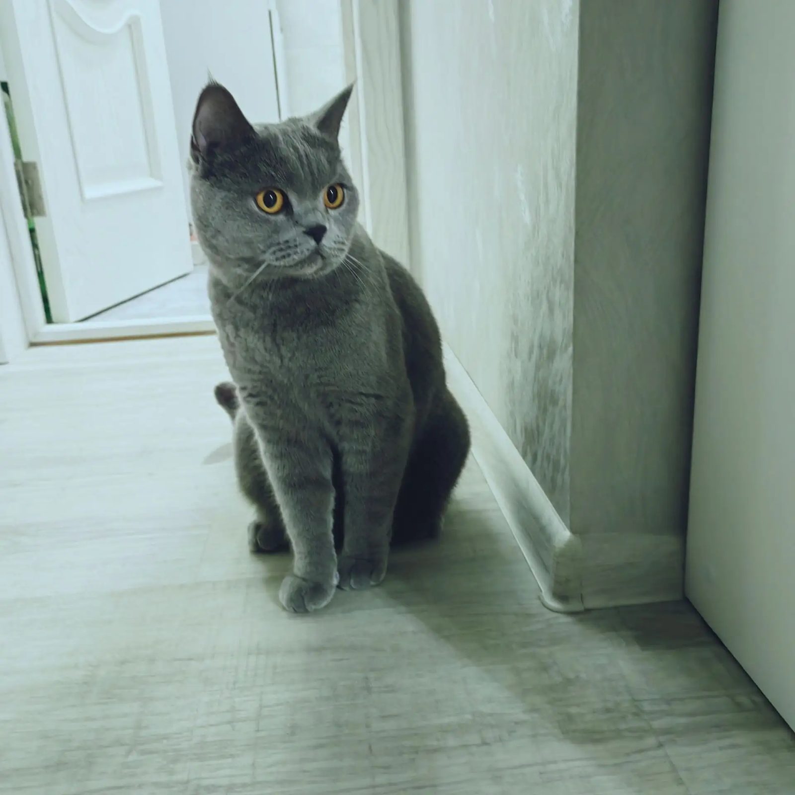 Пропала кошка в Сочи — Кошка Марта