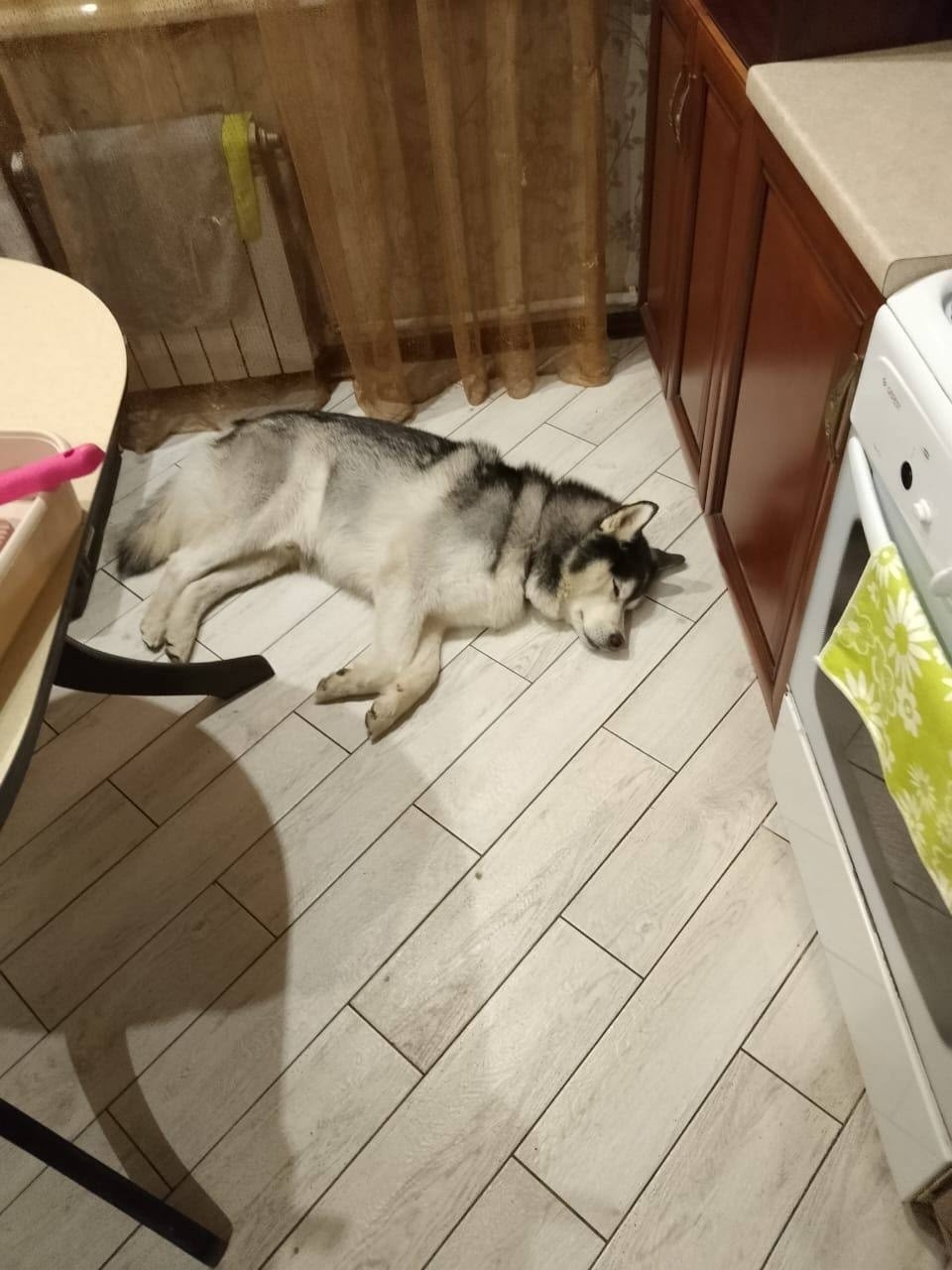 Пропала собака в Королёве — фото объявления