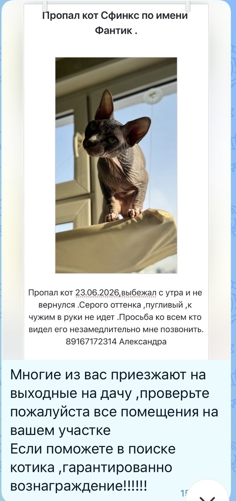 Пропала кошка в Одинцове — фото объявления