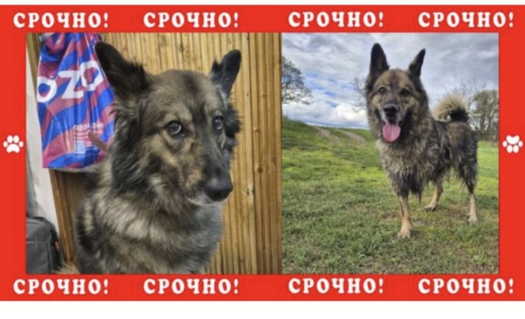 Найдена собака в Ступине — фото объявления