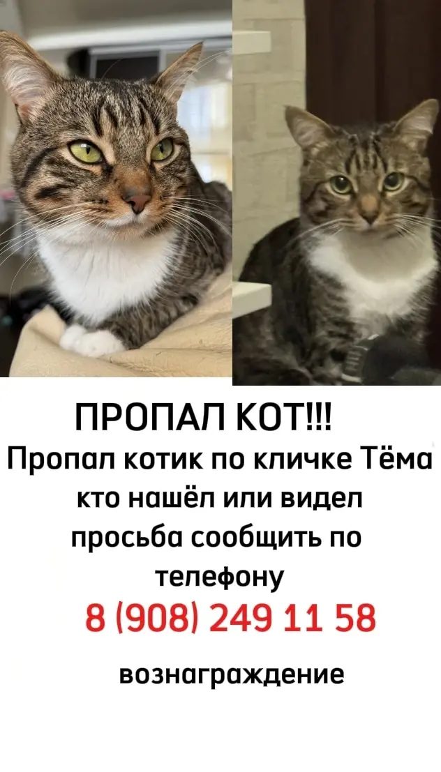 Пропала кошка в Перми — фото объявления