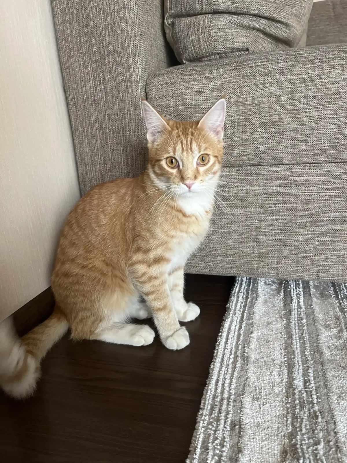 Пропала кошка в Краснодаре — Котенок Веня